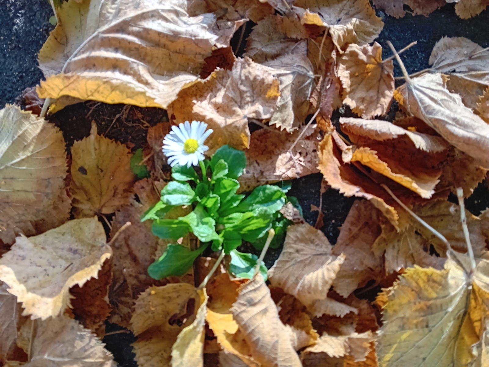 Gänseblümchen im November